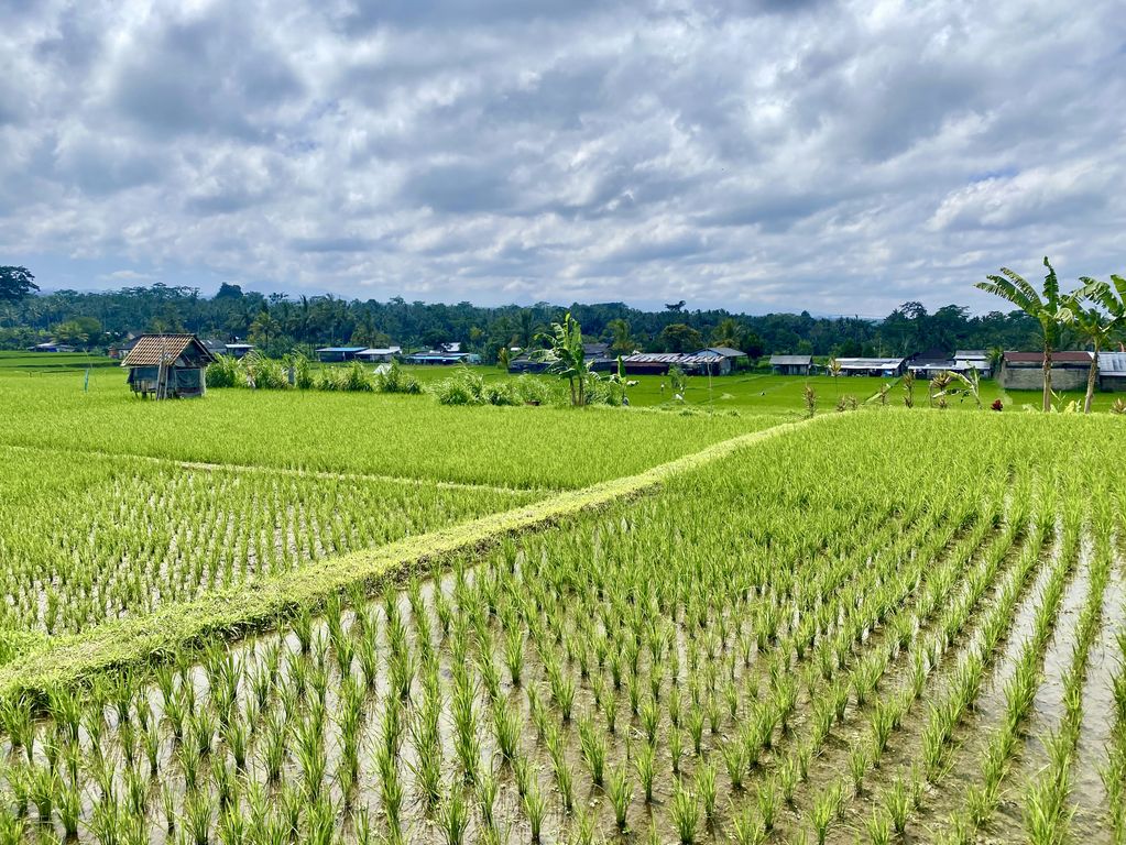 Uitzicht rijstvelden Bali